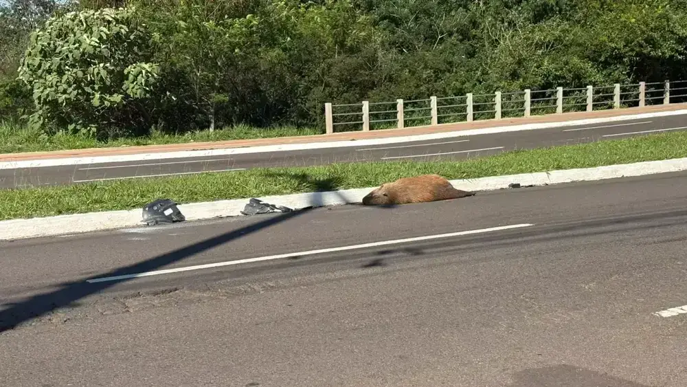 Capivara atropelada é encontrada morta em avenida de Campo Grande